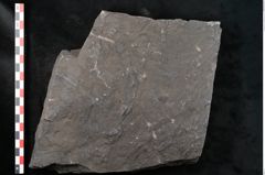Foto (Detailansicht) von Senftenbergia crenata Lindl. et H. (NHMW-GEO-2024-0188-10945)